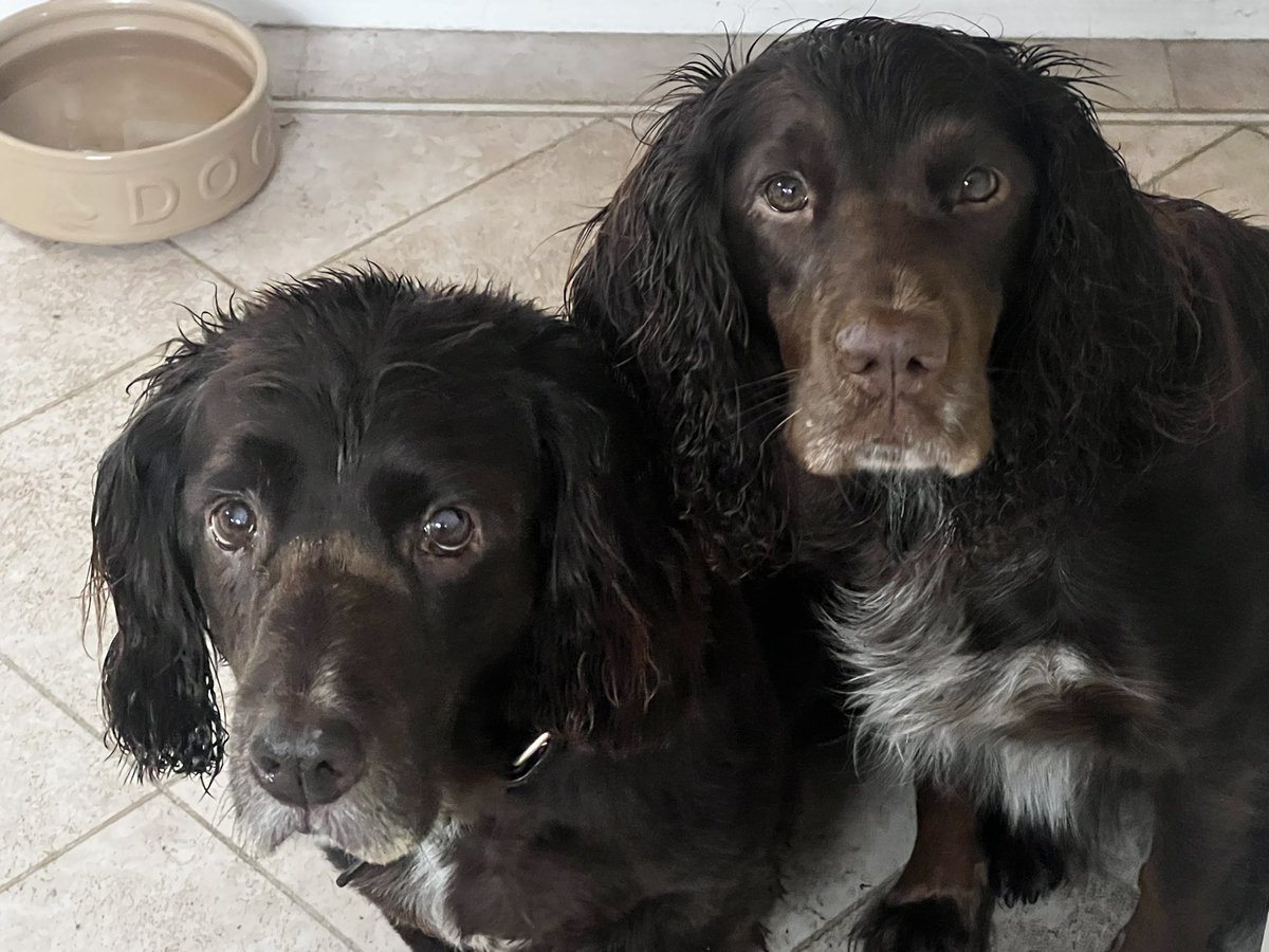 yarmySue's tweet photo. @Bruadarach_labs Toast queue at ours the other morning! #spanielsoftwitter #spaniels https://t.co/COmVWADudq