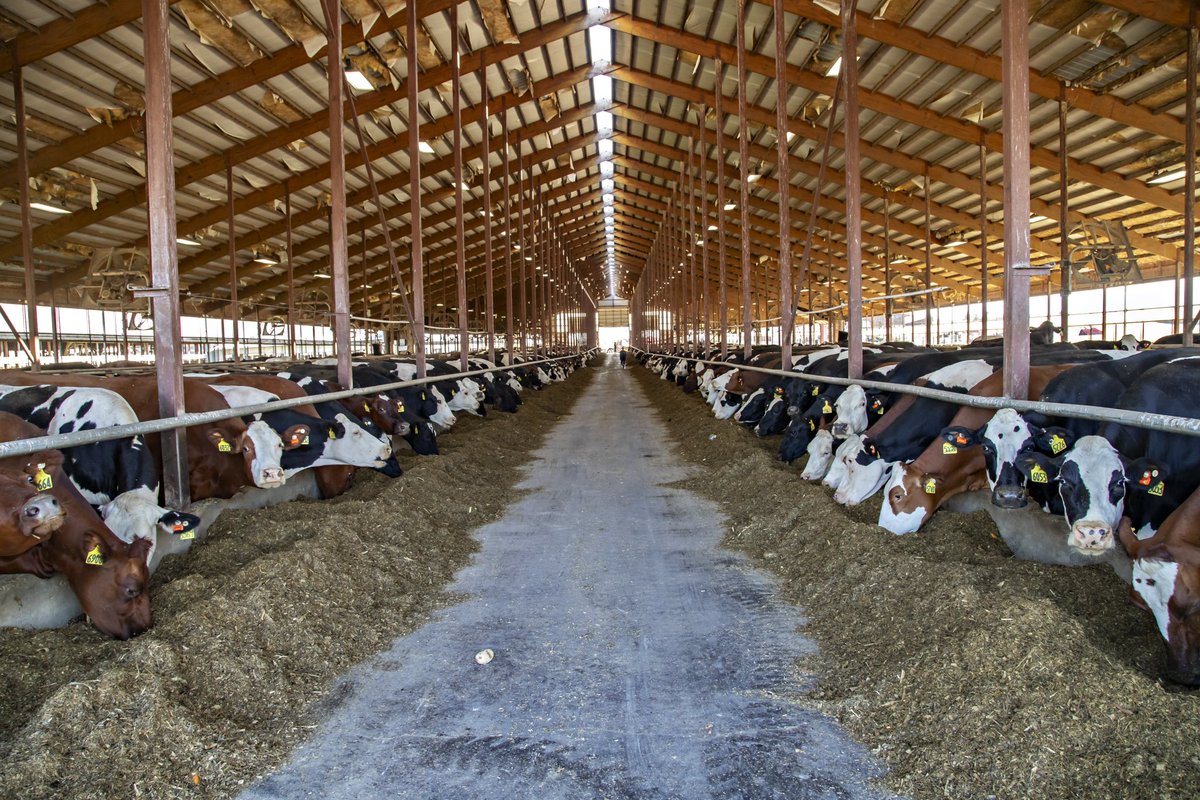 Flashback on last month amazing Open houses organized during <a href="/WDExpo/">World Dairy Expo</a> by #Procross &amp; <a href="/haze0025/">Amy Loeschke</a> at Clover Hill Dairy and <a href="/Majestic/">Majestic</a> Crossing Dairy in Wisconsin, 2 long time Procross users (+15years) 
Thanks to Bonlender and Strauss Families for their great welcoming ￼￼