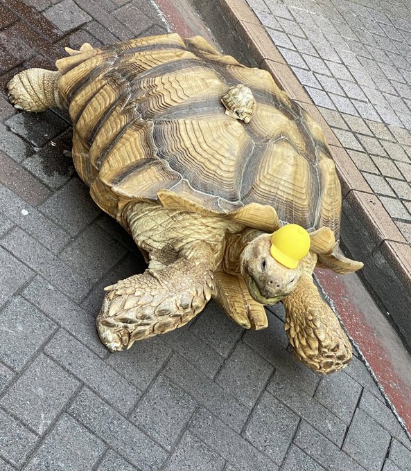 いた... でっかいの🐢歩いてた... びっくりした 暑いから倒れないといいな https://t.co/qvhzp672Og<a href="/tag/bigo"class="tags"><span>#bigo</span></a>