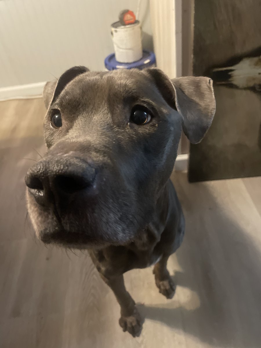 Pound Hounds ResQ tweet media