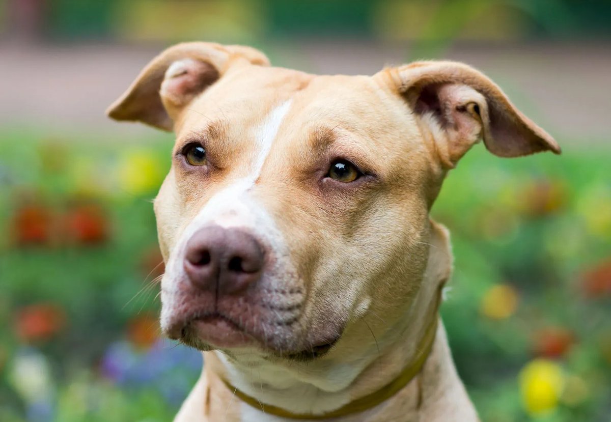 Cyber Dog General 🎖️🎖️🎖️🎖️🎖️ tweet media