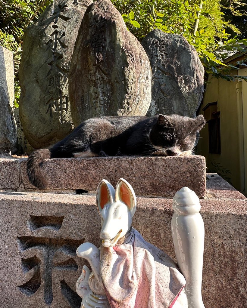 shrine kitties https://t.co/SBrsRuhcHR