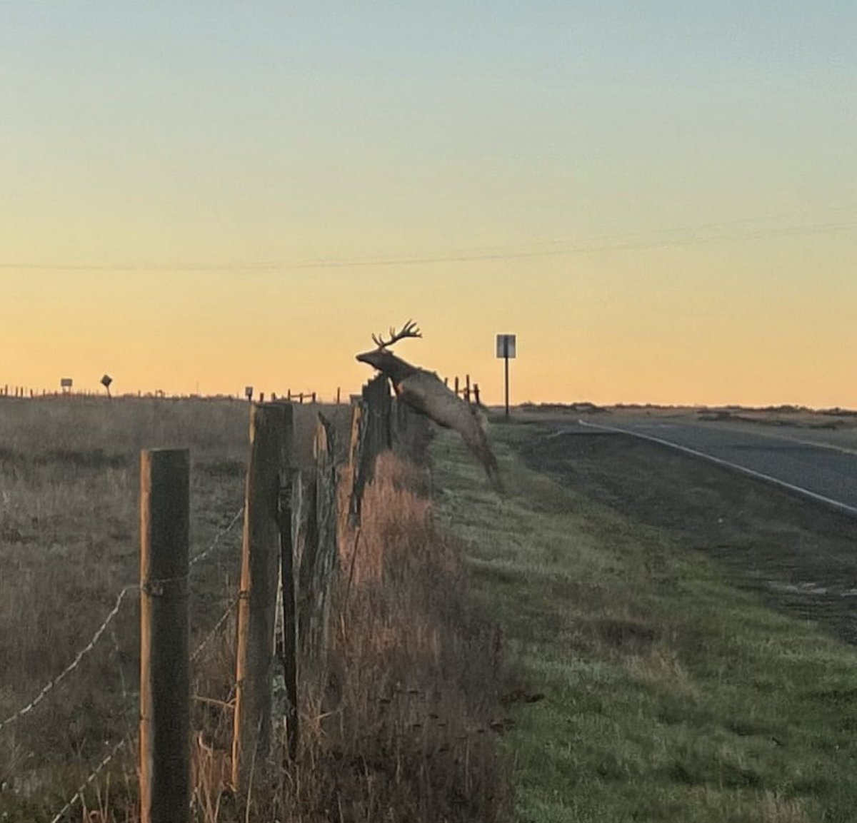 Early morning elk activity in Point Reyes. (Thx SC)