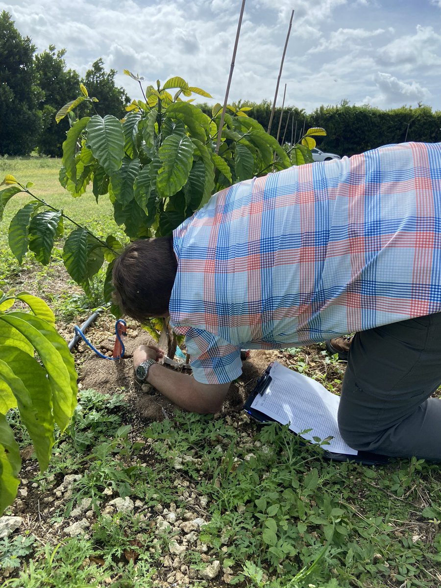 From coring pine trees in Gainesville with <a href="/CinquiniTrees/">Andrew Cinquini</a> to sampling coffee plants in South Florida with Cross and <a href="/wmhammond/">Dr. William Hammond</a>, this week has been a lot of fun! 🌲👩🏼‍🔬
