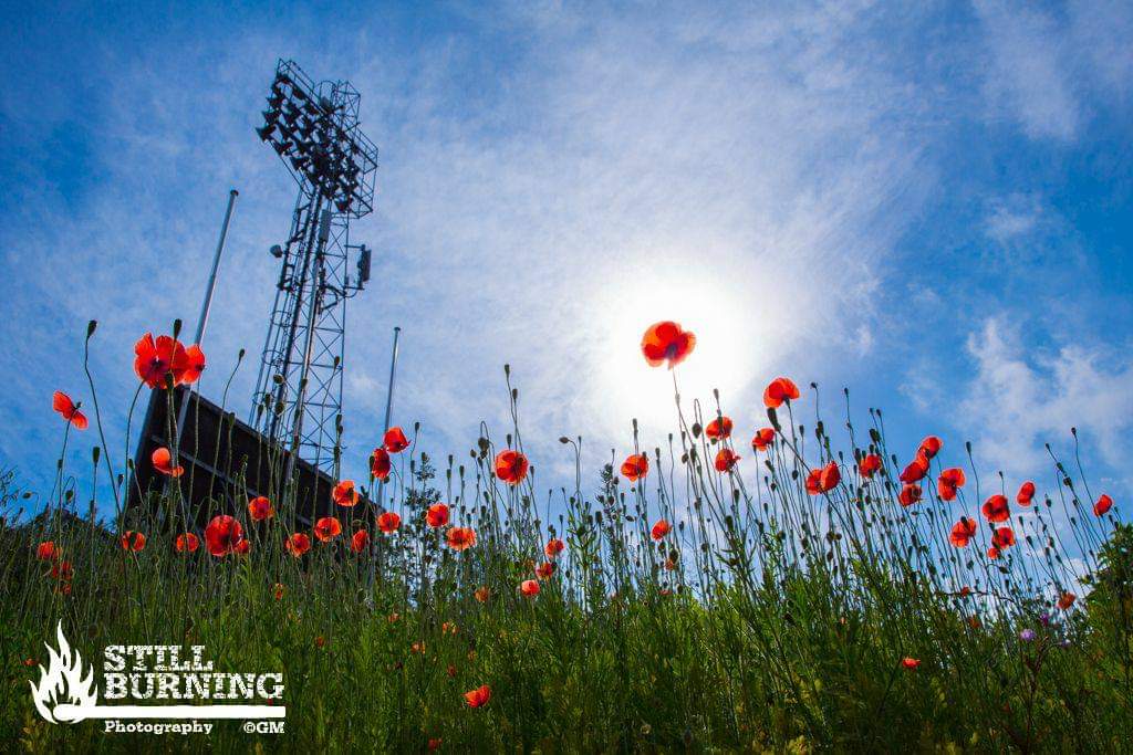 Poppies at Pittodrie.