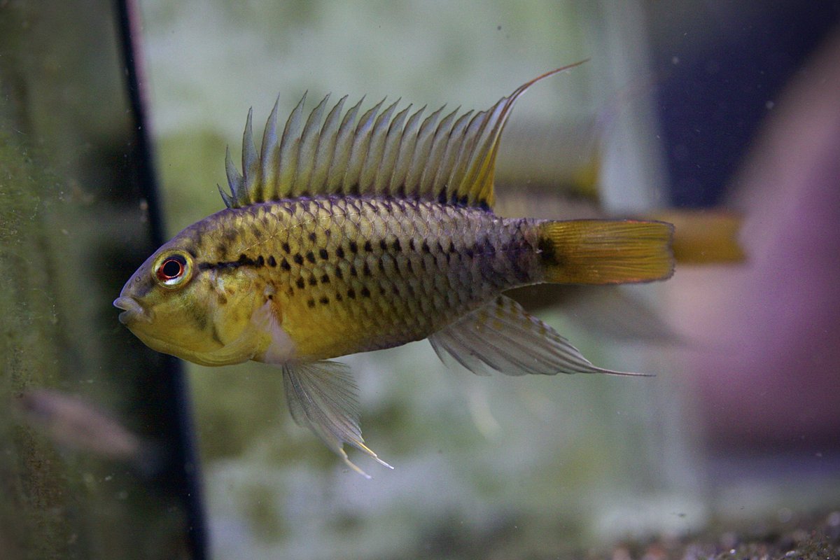 うっすらツインバーが出てきた