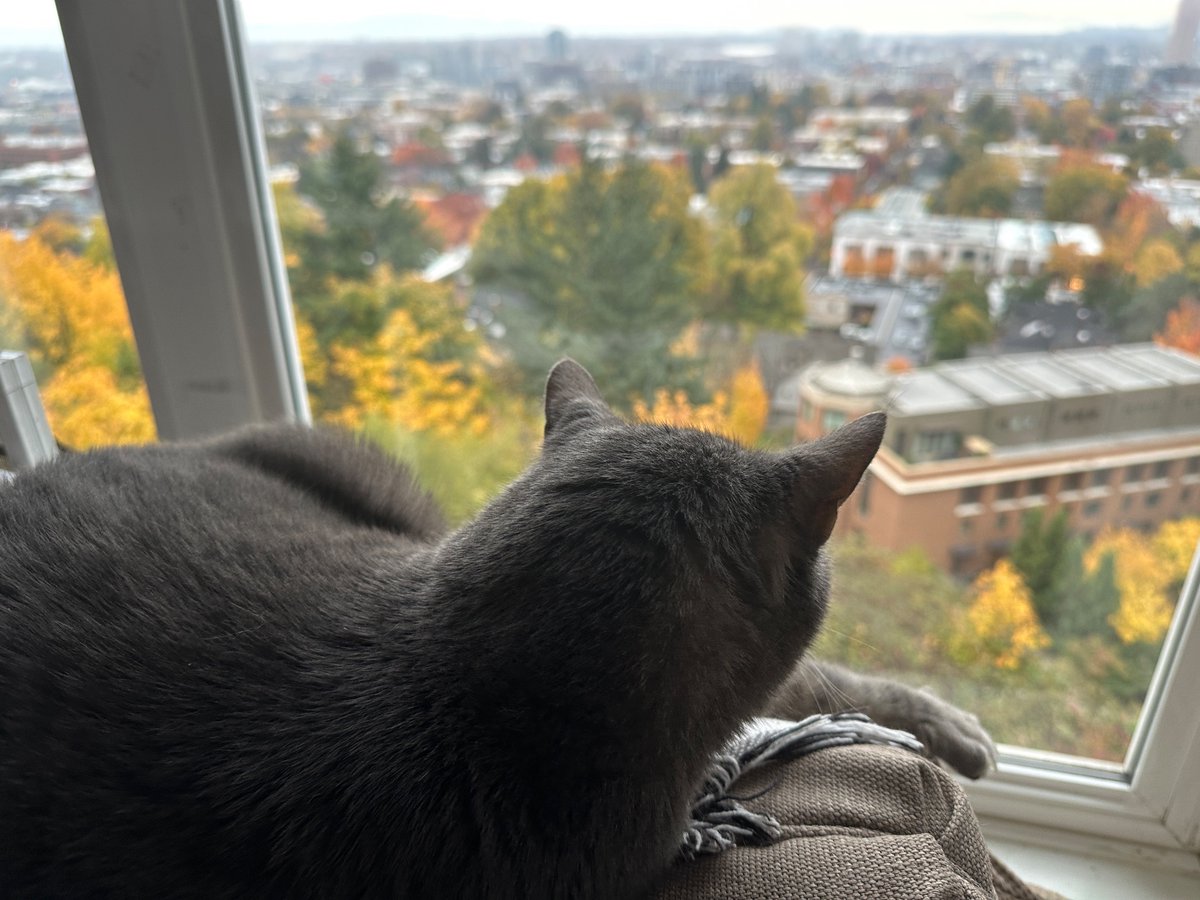 tastelifetwice's tweet photo. A Bean-ish Fall View of #Portland #CatsOfTwitter #nanobreak https://t.co/gpbinEI1oc