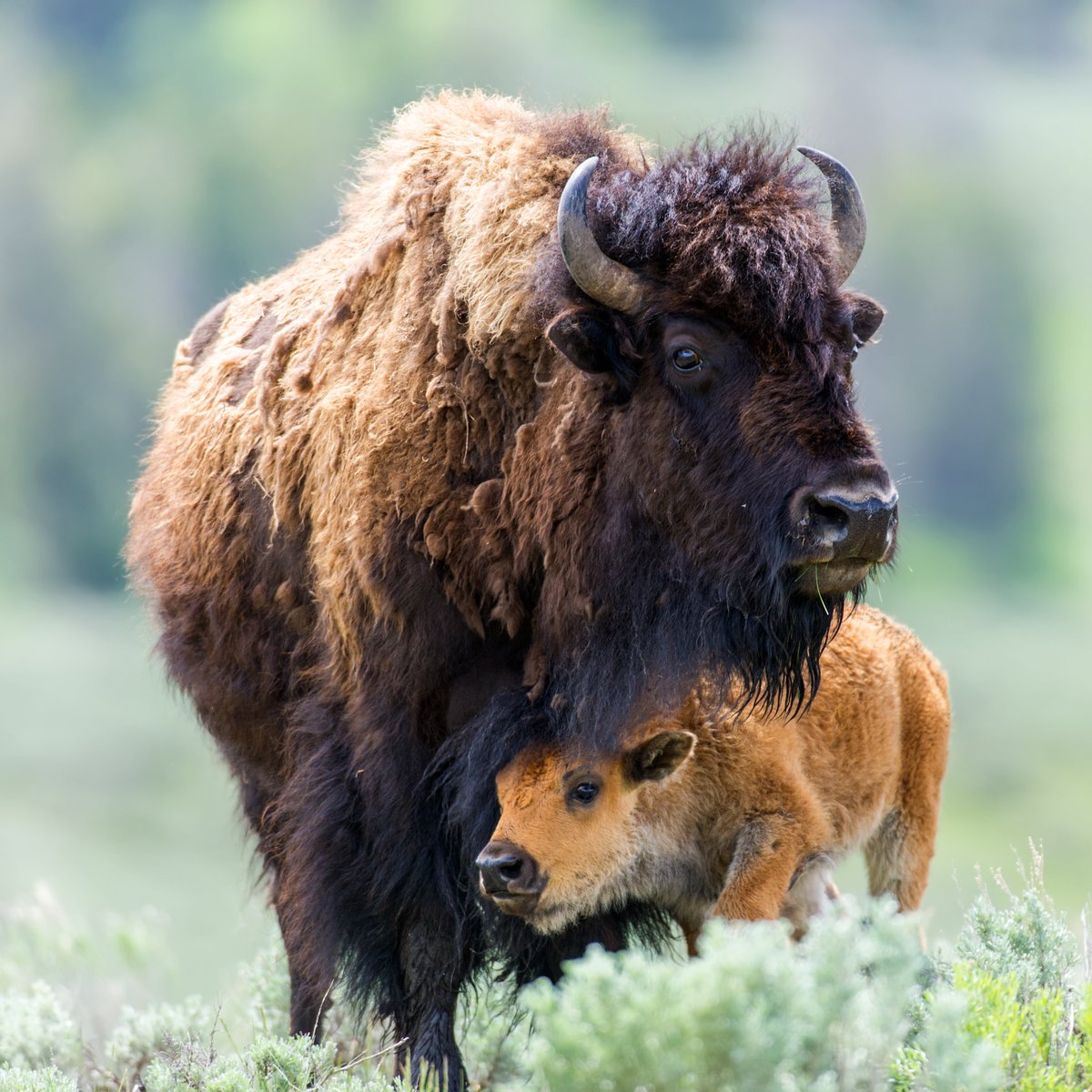Today is #NationalBisonDay! America's national mammal can reach 2,000 lbs, making it the continent's largest land animal. #Bison calves are sometimes called 'red dogs' as they are orange-red for their first few months of life! 🧡🦬

#wildlife