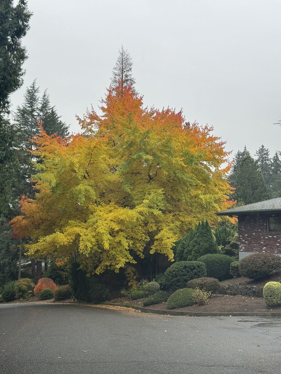 chip_setzer's tweet image. My neighbors tree is a show off #PNW #Brite #Hotfire