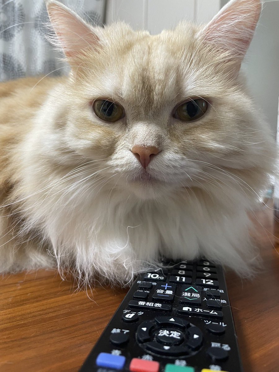 パッチ:「あたちがチャンネル番長れし。」
＃猫好きさんと繋がりたい 
＃猫のいる暮らし