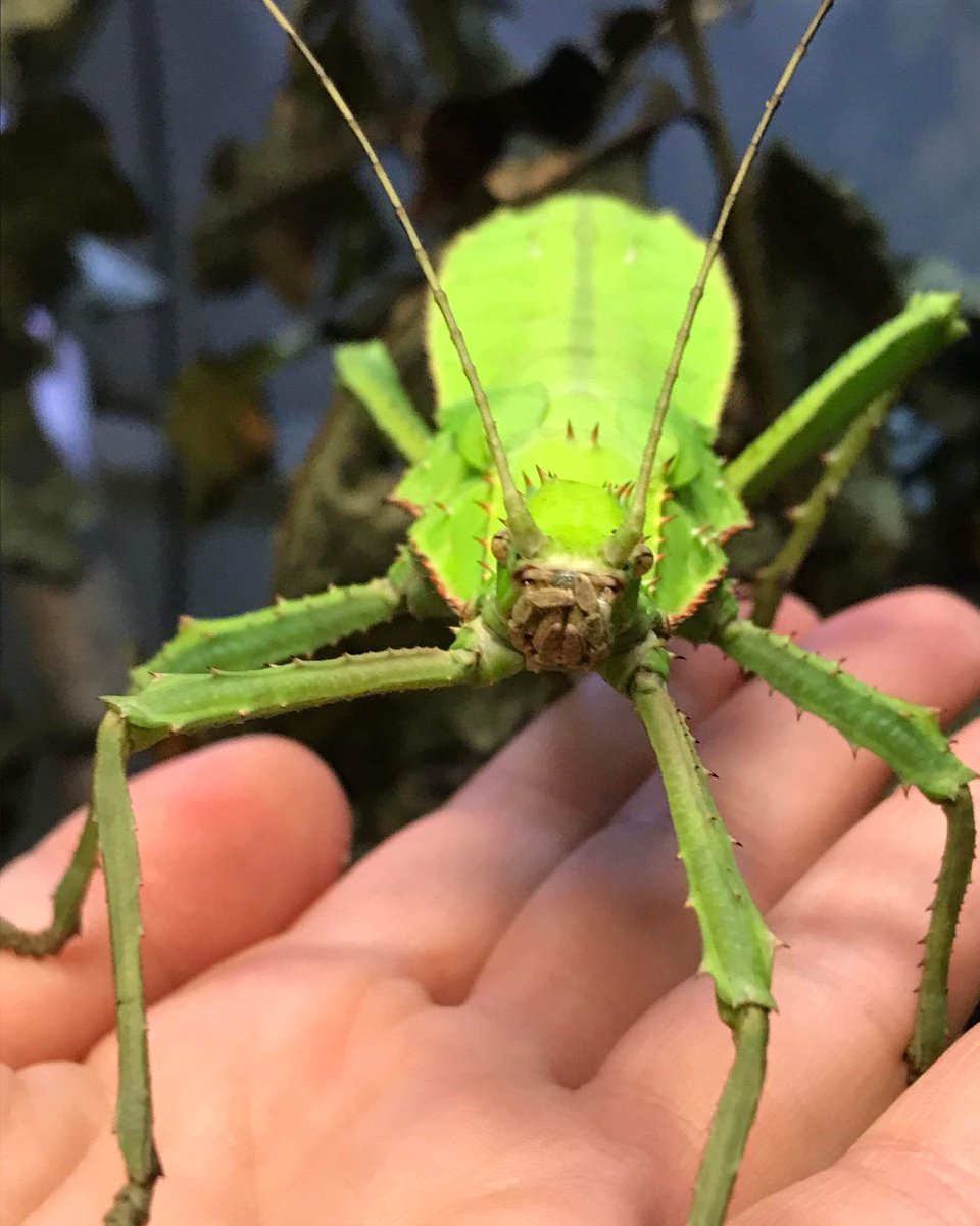 DenverZoo's tweet photo. #StickInsectDay was on November 1, and we’re thrilled to share that we recently welcomed 14 giant thorny walking sticks to our Animal Ambassador Department! Females are green and look like a leaf from above. Males are smaller, slenderer and look more stick-like. 💚 🤎 https://t.co/5QwhQ0qgHr
