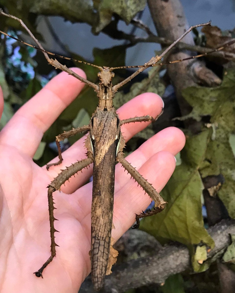 DenverZoo's tweet photo. #StickInsectDay was on November 1, and we’re thrilled to share that we recently welcomed 14 giant thorny walking sticks to our Animal Ambassador Department! Females are green and look like a leaf from above. Males are smaller, slenderer and look more stick-like. 💚 🤎 https://t.co/5QwhQ0qgHr