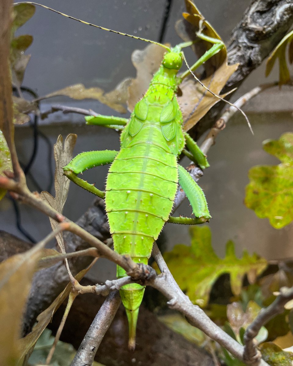 DenverZoo's tweet photo. #StickInsectDay was on November 1, and we’re thrilled to share that we recently welcomed 14 giant thorny walking sticks to our Animal Ambassador Department! Females are green and look like a leaf from above. Males are smaller, slenderer and look more stick-like. 💚 🤎 https://t.co/5QwhQ0qgHr
