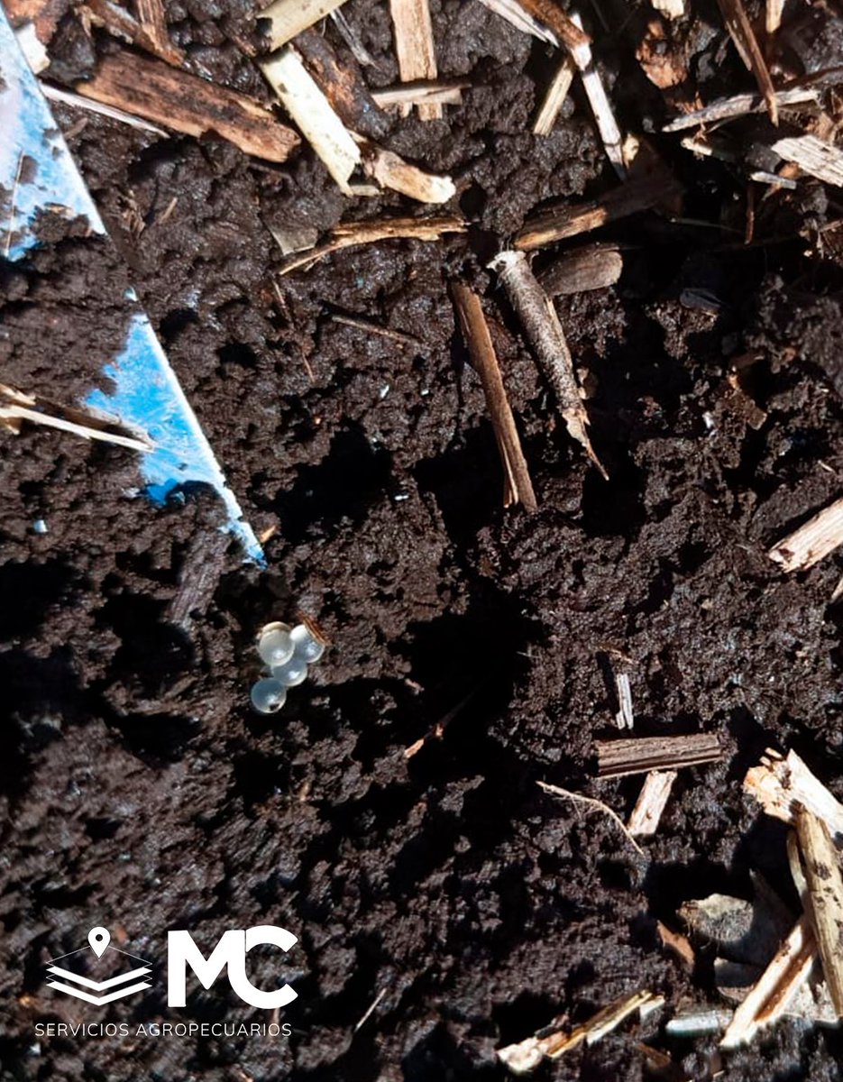 MCServicioAgro's tweet photo. 🐌Monitoreo de plagas 

• Realizar un monitoreo de plagas previo a la siembra es uno de los factores fundamentales para asegurar el logro de plantas buscado. 

👉🏼Realizamos un monitoreo de bicho bolita y babosa en Balcarce, Mar del Plata y Otamendi. Y capacitamos al equipo. https://t.co/9SnFVSjU1E