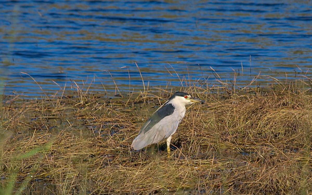 AJS9619's tweet image. Took a friend to Myakka River State Park. Lots of bird life today. Also many an alligator. 
#birdwatching #NaturePhotography #Floridastateparks #Myakkariverstatepark #photography