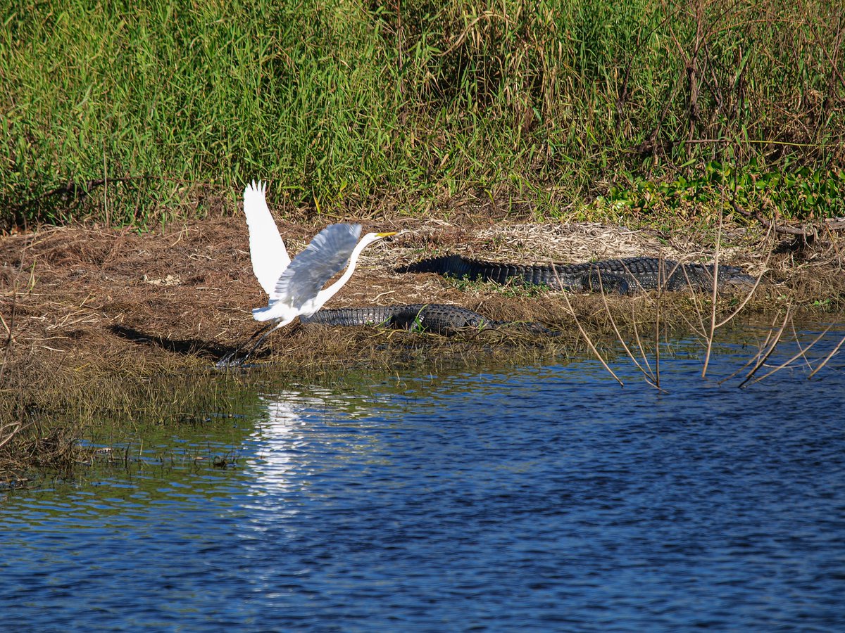 The alligators sunning themselves at Myakka River State Park. #Floridastateparks #alligator #NaturePhotography #photography