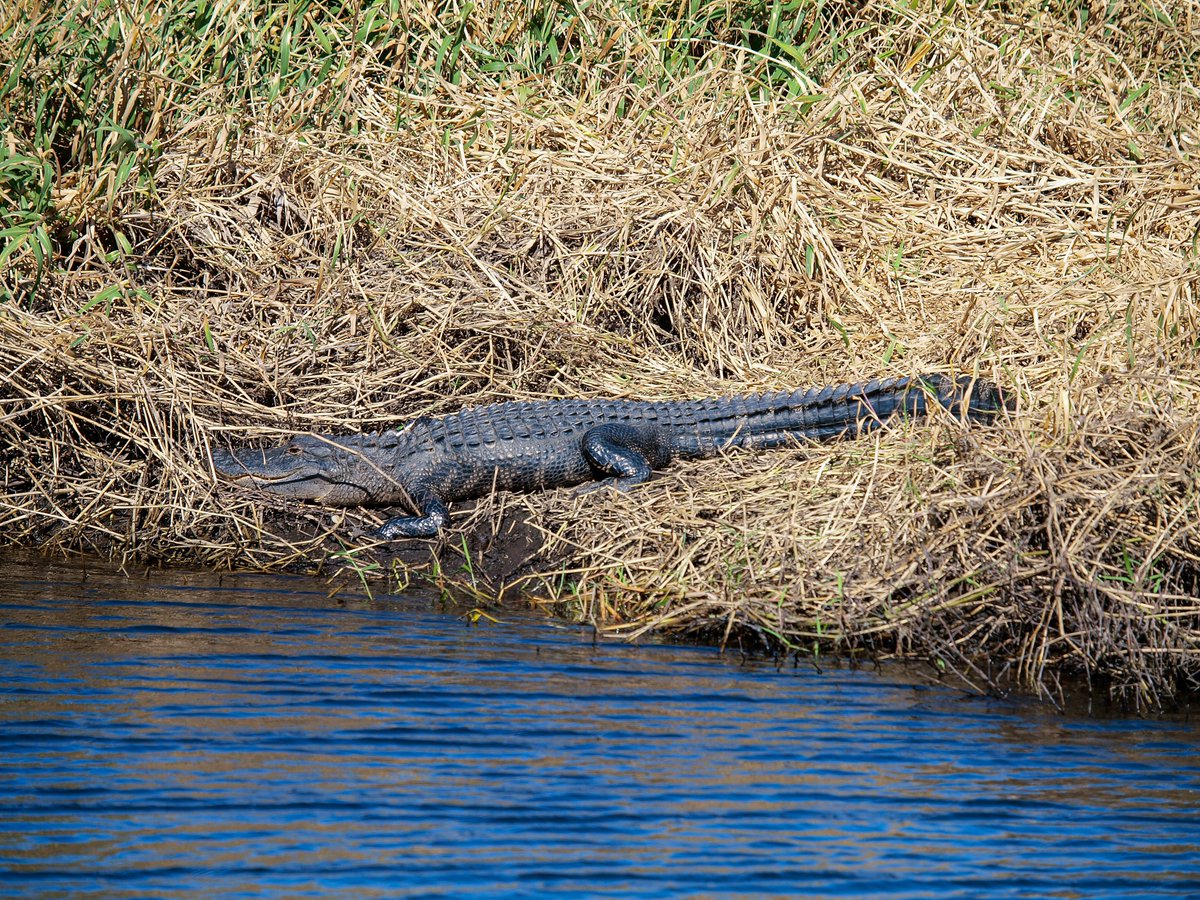 AJS9619's tweet image. The alligators sunning themselves at Myakka River State Park. #Floridastateparks #alligator #NaturePhotography #photography