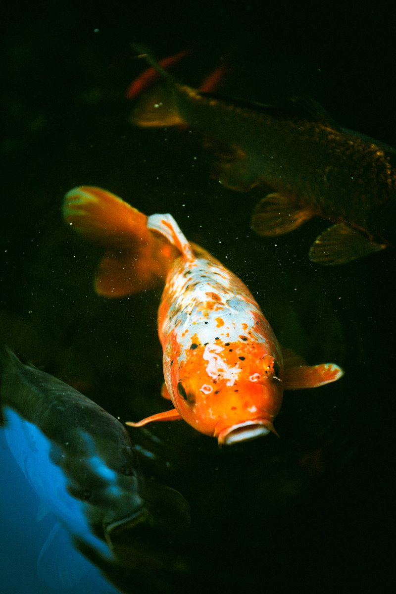 Hey, I’m Daria⭐️ and I’m a beginner photographer and artist🤍 I’ve finally decided it’s time to start sharing my work online:) 
 I would appreciate any support if you like my work ^^
Inst: daria_b_art 
✨ #koifish #photography