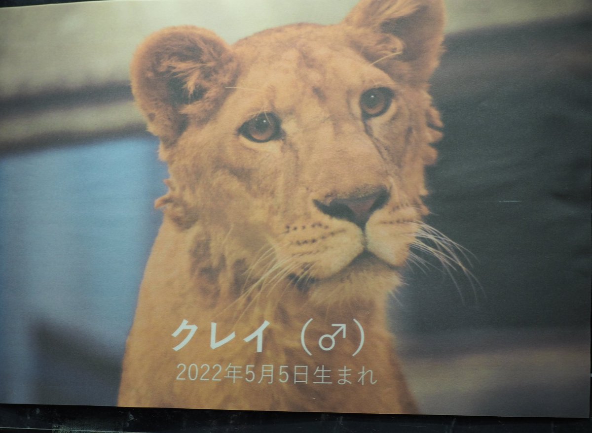 麦わら猫 (@1115mugiwara) / Posts / X