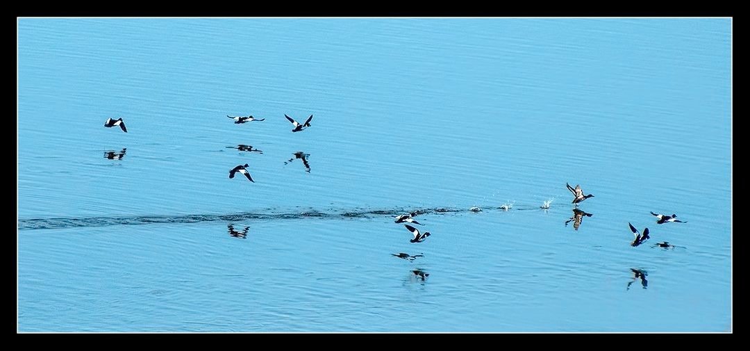 harry_fosters's tweet photo. On this date over time.#1 2015 #Buffleheads taking off with that sound. #2  2018 Sophie, looking the part of a Princess. #3  2019 #Chippy trying to get another seed in. #4 2021 #Sophie looking surprised. https://t.co/VhnlF57Zsa