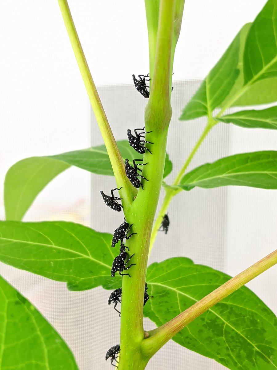 DoctorClifton's tweet photo. Just arrived at #EntSoc23 🦋
I'll be talking about BioWorks' latest pesticide (EpiShield) on Sunday afternoon. No mention of spores in that talk, but I'd be happy to chat about spotted lanternfly and/or entomopathogens at the meeting. Excited to see all the talks and posters! https://t.co/ykSudFfxs6