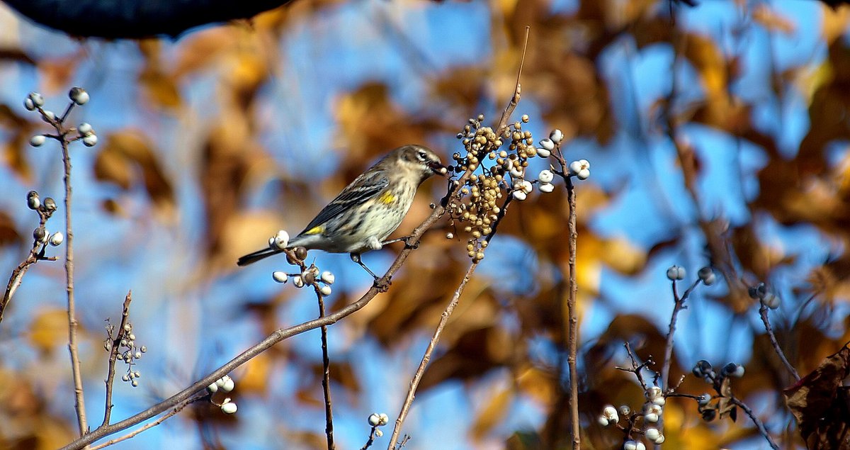 kala61857's tweet photo. Fall Warblers Are Back
These are 1 of the 1st winter birds to return. Lots of seeds &amp; berries to eat so not coming to home feeders yet. Good to see ol Butterbutt again
Yellow-rumped Warbler (Setophaga coronate)
https://t.co/5sbuaRS9XQ
#Butterbutt #FallWarblers #Birding #naturepic https://t.co/wFx6PYJRyR