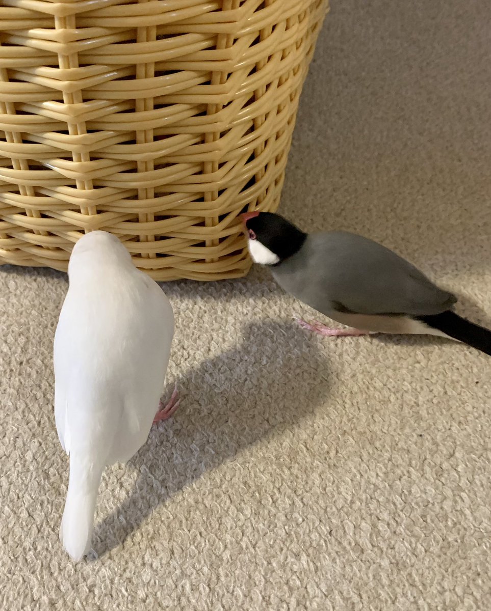 GoGo_Torippys's tweet photo. 買い物カゴに興味津々の二匹
な〜んも入ってないョ♪

とっくんが甲状腺を患い、
夏から約3ヶ月かかって快復��
デブってたのは病気のせいだったらしい💦

ダイエットに成功して、現在27g！

先生も「元々の体格がいいから、これ以上は落ちないと思う」とのこと

元気になって良かった！

#文鳥 https://t.co/FZmz2JxeWX