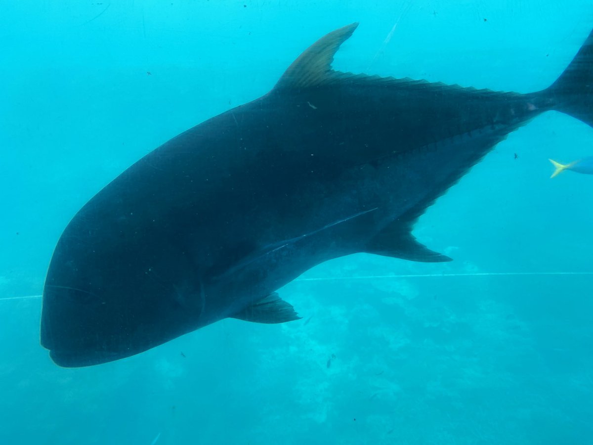 Great Barrier Reef - another great experience