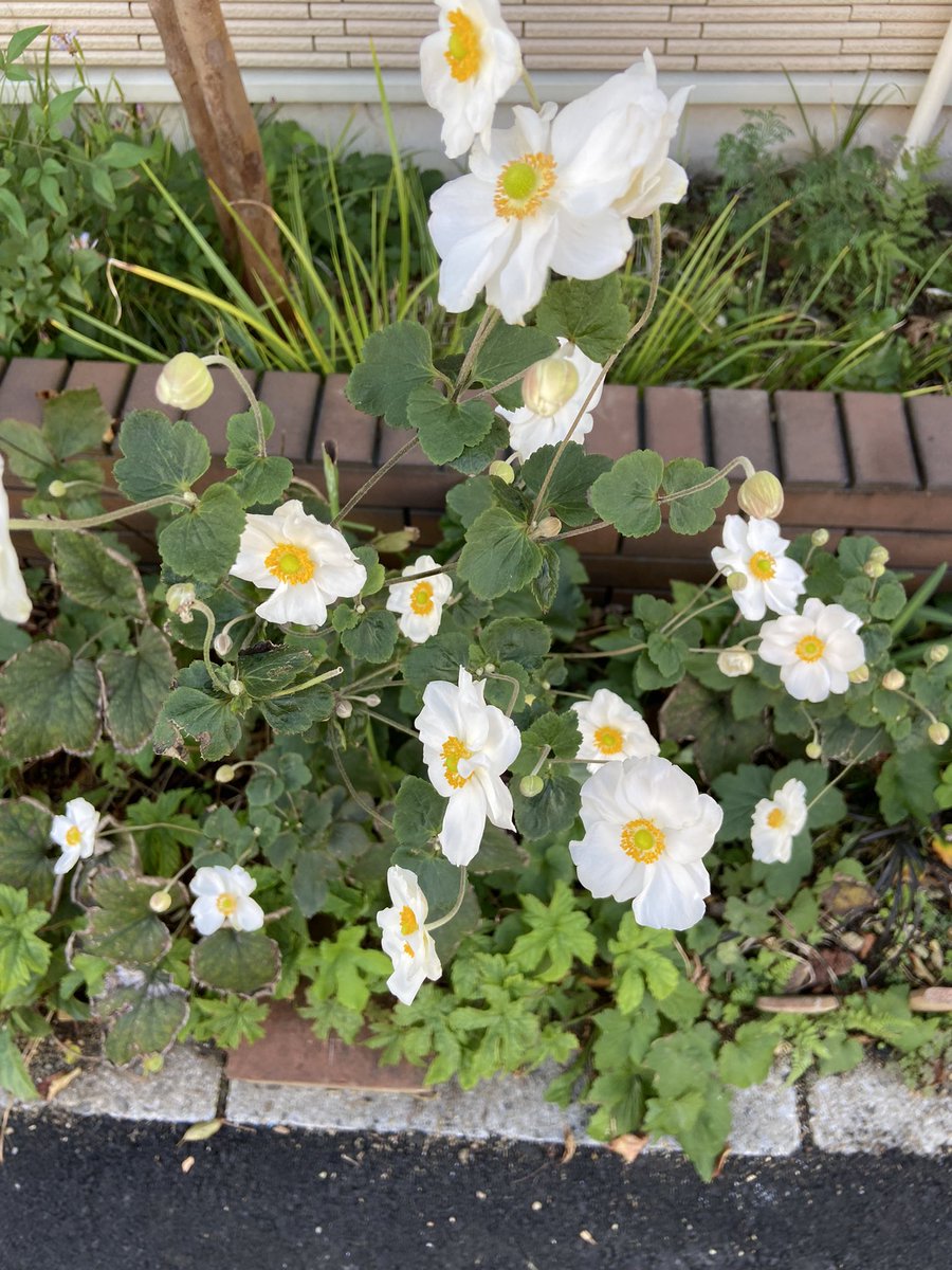 アネモネ
近所の路地でみつけました。
アネモネは、オレンジ🍊のイメージでしたが、白も、素敵ですね。
#相互フォロー
#アネモネ