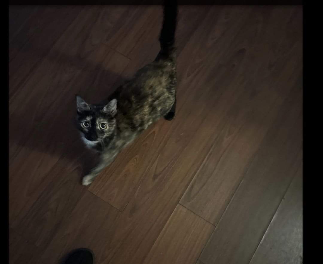 laurenslostcats's tweet photo. Her name may be Venom, but she is as friendly as can be! She is a beautiful tortoiseshell cat who loves pets. Her previous owner was unable to keep her and her sister, Josie. She is looking for a new family.
#catrescue #tortoiseshellcat #tortoiseshell #friendlycat #cat #gato https://t.co/n5zdMG41r7