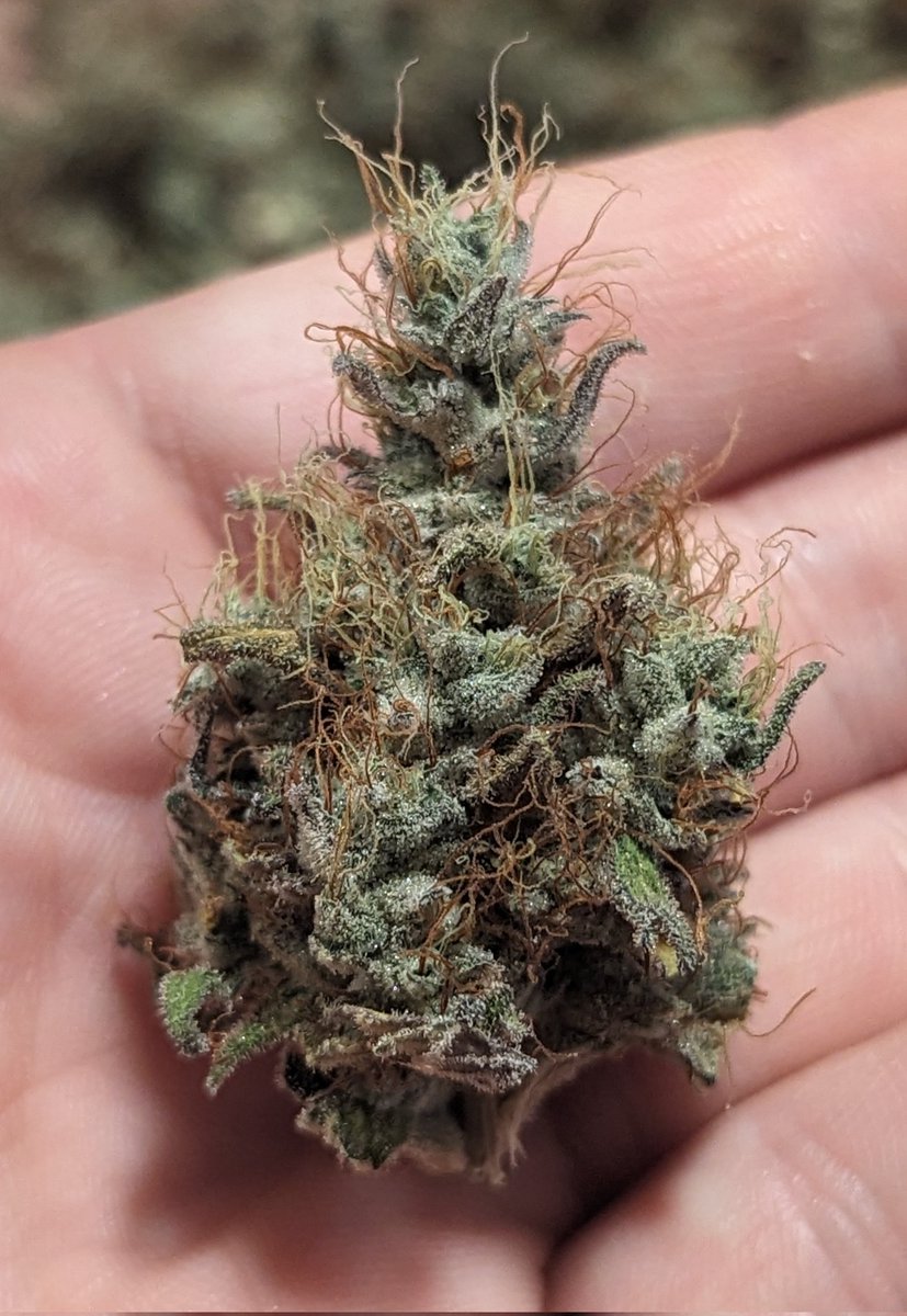 TempleGrower's tweet photo. I still won't call myself a breeder but I will say I am pretty proud of these F2s I made... #CrystallineEntity indeed. Excellent form, pungent organoleptics, & very effective effects. It ain't cookies, but it's honest work. ๐๐ฑ
#BreedYourOwn #Cannabis #TempleGrown #CookieFree https://t.co/oryApuAjWo