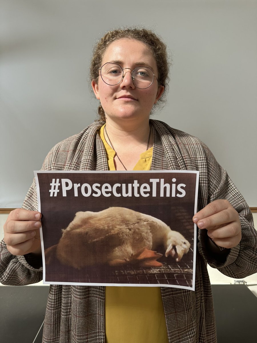 Zoe_Rooster's tweet image. Sonoma County District Attorney&apos;s Office, #ProsecuteThis, not animal rescue.

While the Sonoma County District Attorney’s office was busy putting my friend Wayne Hsiung in jail for trying to help the animals at Sunrise egg farm and Reichardt Duck Farm, I went back to Reichardt. I…