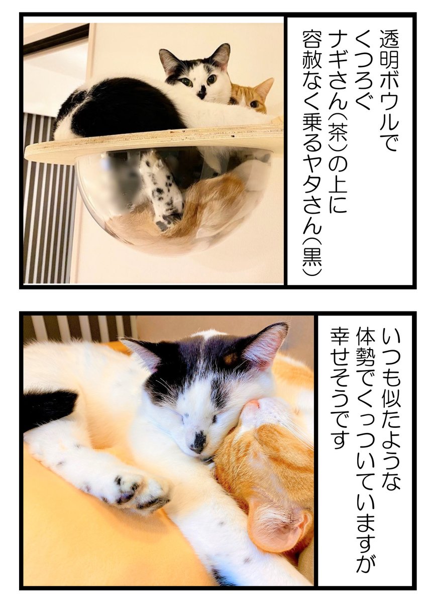 (2/2)ヤタさんが乗っかる→場所の奪い合いに発展することもあればそのままおさまってスン・・・ってくっついてずーっと寝てることもあります🐈‍⬛🐈 
