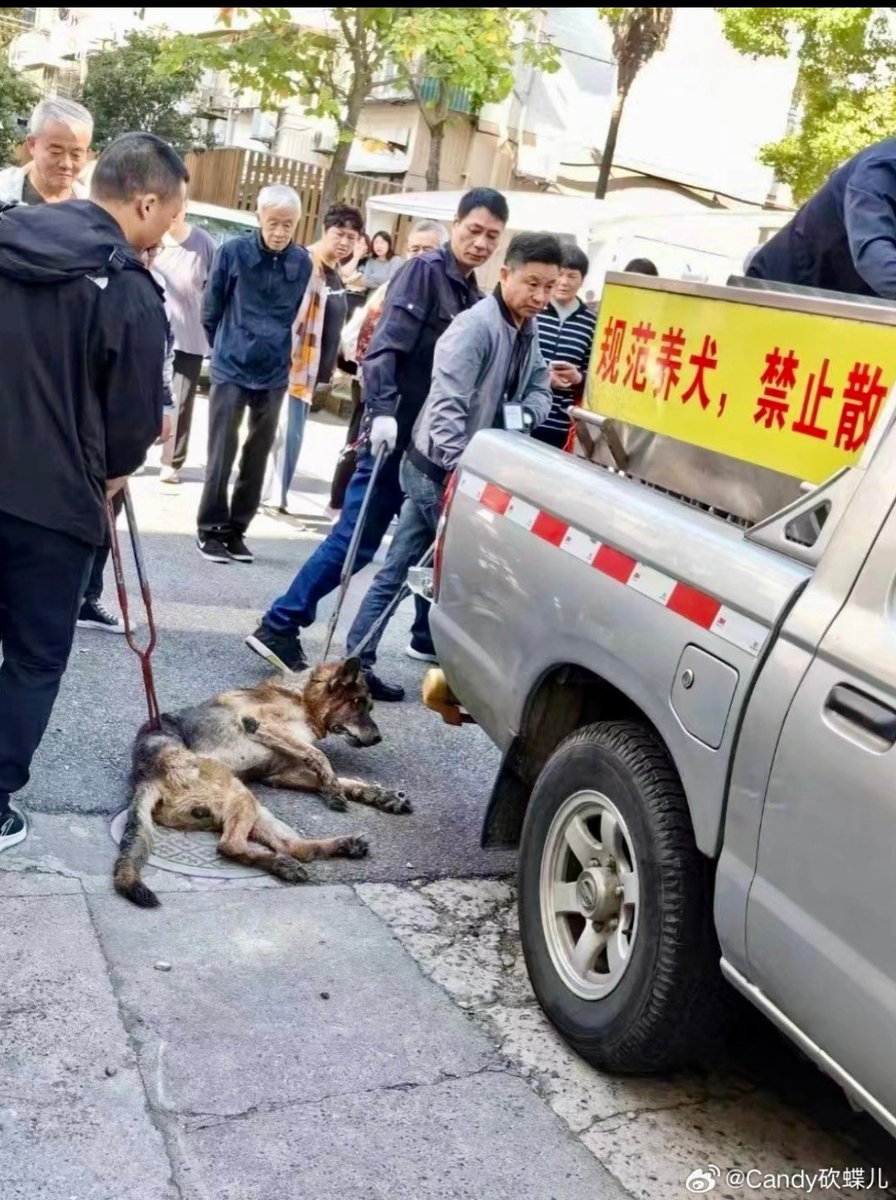 美国退役警犬VS中国狗