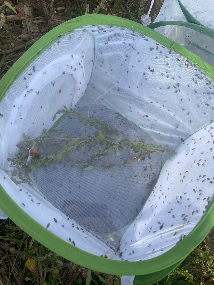 bugguyjohn's tweet photo. Tarnished plant bugs commonly cause injury to cotton in the summer months. In the fall, ragweeds that are ignored can often harbor plant bugs. Last Tuesday I was able to catch 1500 plant bugs in just a few hours of work. Maybe these ragweeds are more important than we think. https://t.co/hHVmA2ihb1