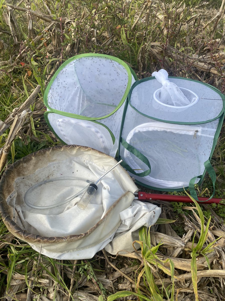 bugguyjohn's tweet photo. Tarnished plant bugs commonly cause injury to cotton in the summer months. In the fall, ragweeds that are ignored can often harbor plant bugs. Last Tuesday I was able to catch 1500 plant bugs in just a few hours of work. Maybe these ragweeds are more important than we think. https://t.co/hHVmA2ihb1