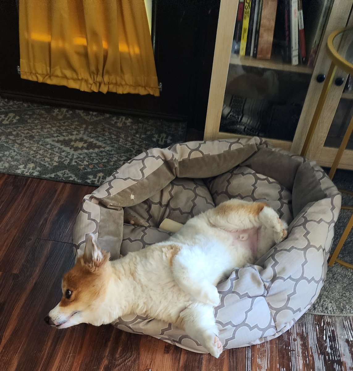AIWBGIRL's tweet photo. @nyman12 Ahhh...the Corgi crash!  This is my granddog Toby. https://t.co/o6tnD7SLsI