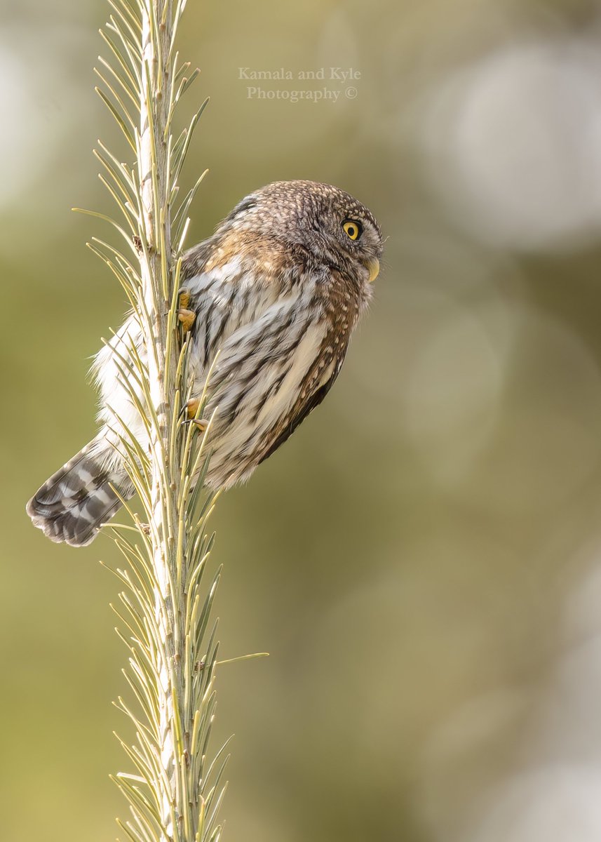 KamalaKyle's tweet photo. Its really hard to understand just how tiny a Northern Pygmy Owl really is until you see one up-close!
#naturephotography #wildlifephotography #owlsdaily #twitterowls #twitternature #owlsofcanada #canadianowl #canadianowls #owlsofamerica #owlsofnorthamerica #owls #cute #tiny https://t.co/DP1AoBWa0Y