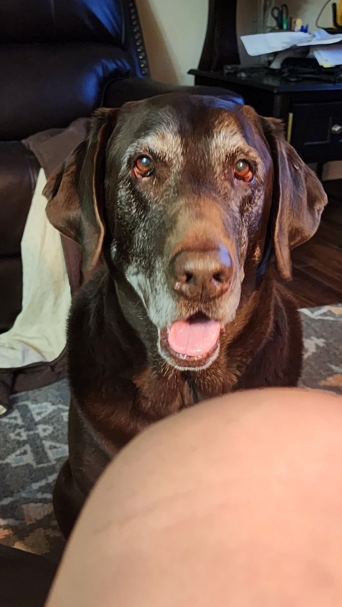 AIWBGIRL's tweet photo. @myolliethe_GD My Gunny just turned eight.  He's super gray too! https://t.co/XlkYITRCSj