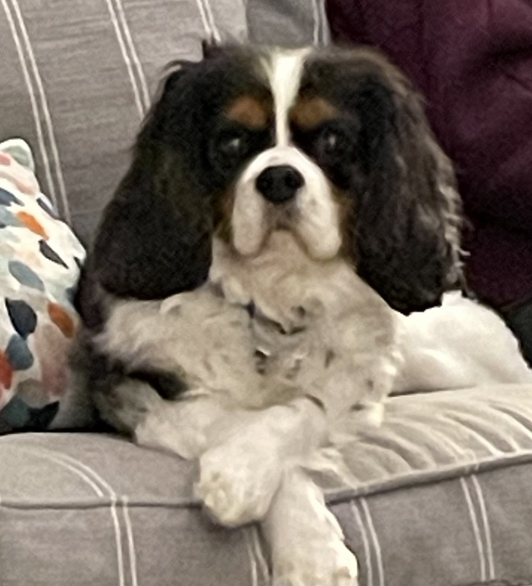 I’m in the presence of a cute Girls’ Night Pup