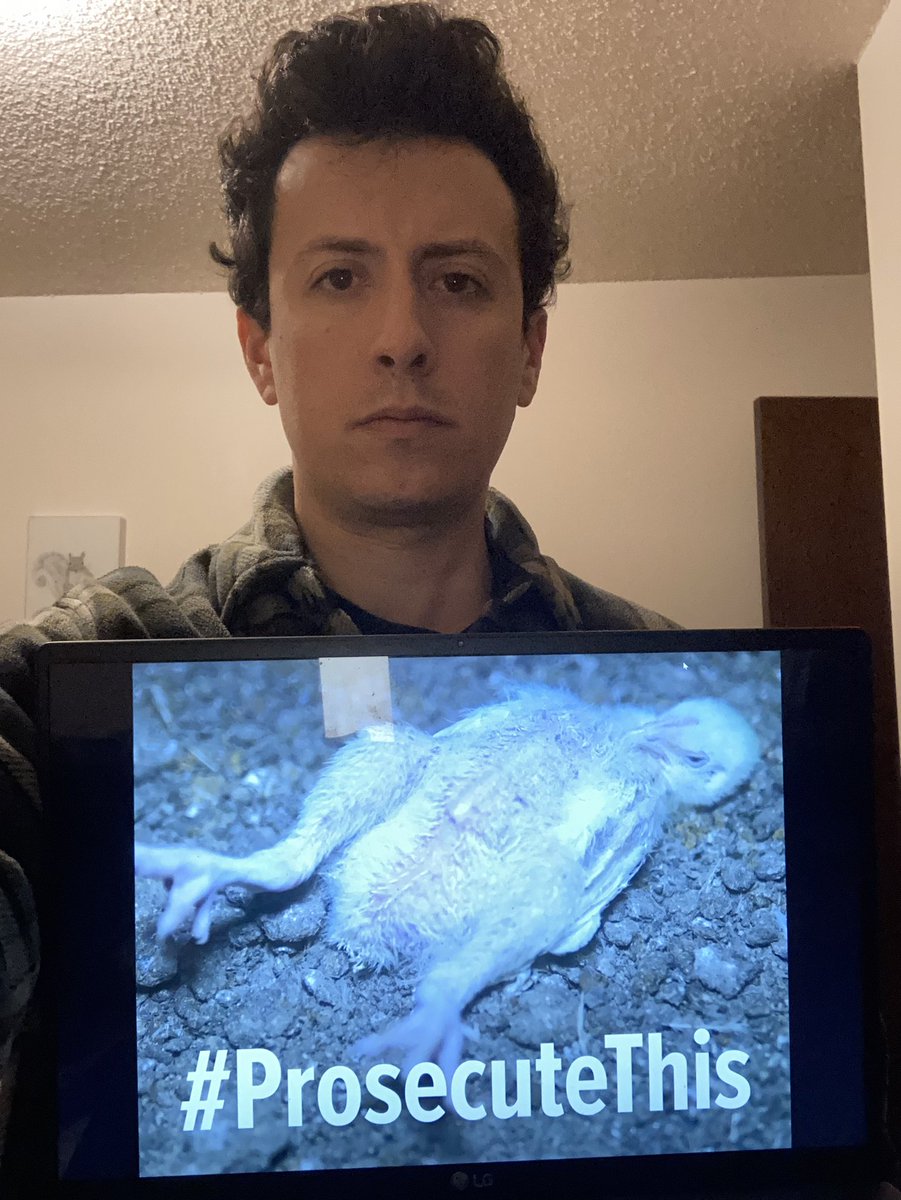 MickeyPardo's tweet image. Hey @SonomaCoDA, don’t prosecute whistleblowers who expose criminal animal cruelty and rescue animals from horrific abuse. Instead, #ProsecuteThis