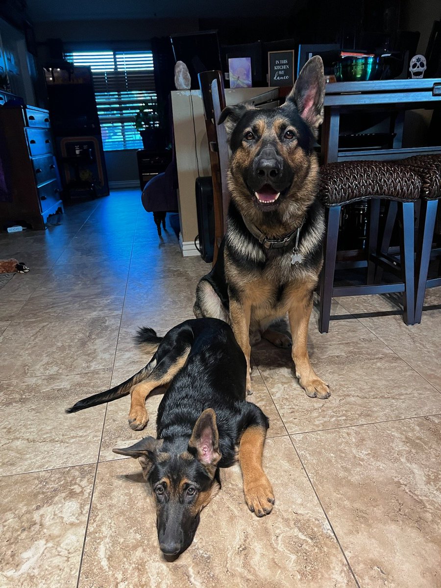 Minnohuwu's tweet photo. Like father like daughter ❤️🐾 https://t.co/nIjwYErGYl