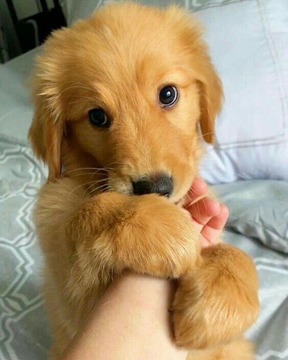 FeelGoodAnimals's tweet photo. Awww so cute puppy https://t.co/QZdQfBrYyw