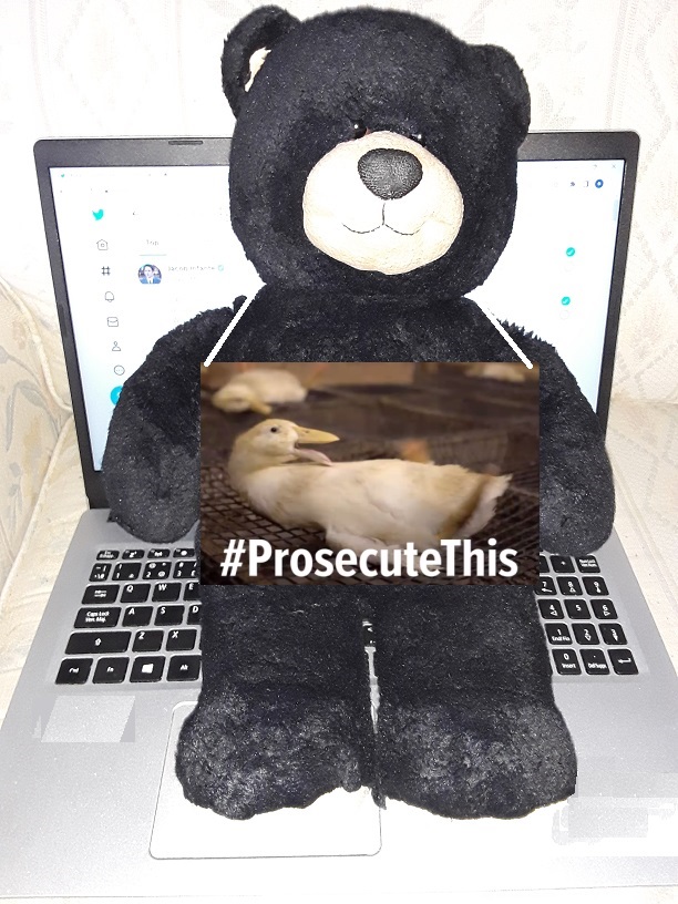 observablebear1's tweet image. Hey @SonomaCoDA, don&apos;t prosecute animal rescuers.  Instead, #ProsecuteThis animal abuse.