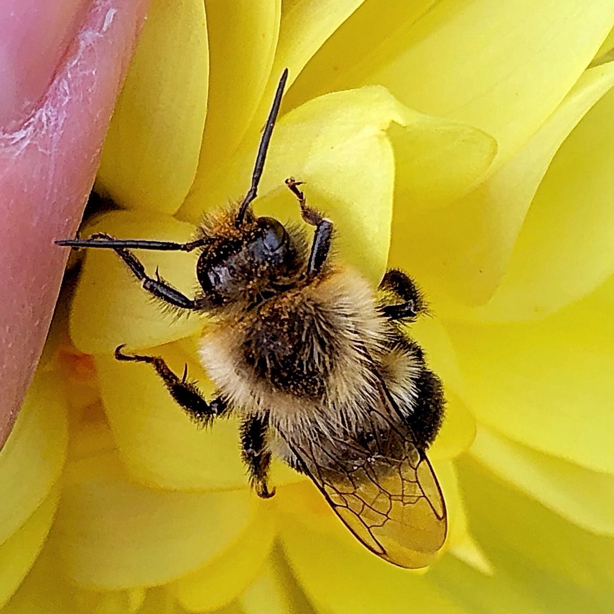 #essentialworker  Male bumble bee on a yellow dahlia. Pollen is good #loishawkey