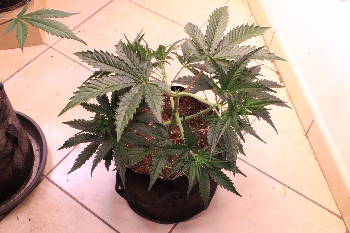 JohnnyBlazeGrow's tweet photo. Skywalker OG Runtz XL Auto from @sweetseeds_es at day 21 growing nicely under the EVO 5-150 from @SANlightLED that I'm testing out and she's being fed @cannaboomslbruj nutrients!

#SANlight #SANlightLED #SANgrown #SANlightEVO #SANlightEVOseries #cannaboom #Cannaboom #sweetseeds https://t.co/36KSmGFonv