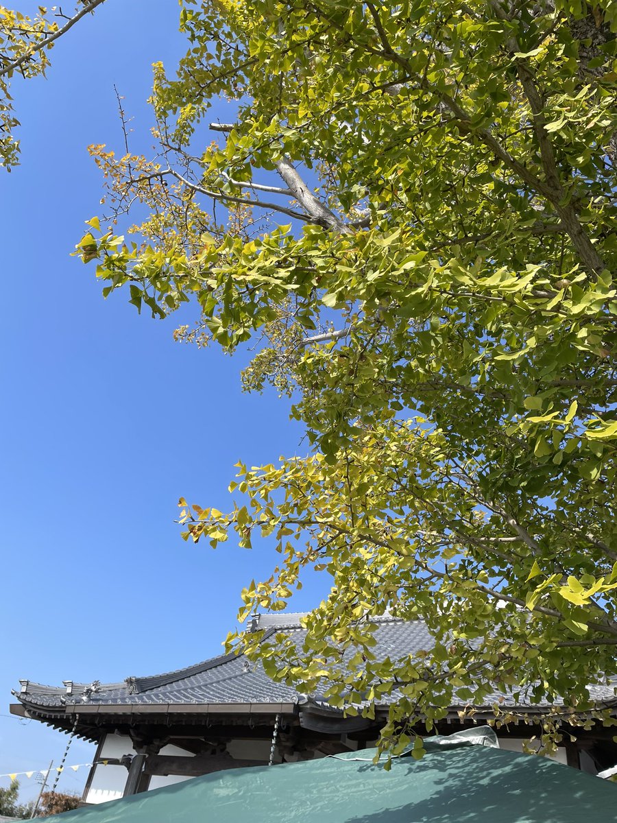 teamMoco_info's tweet photo. 💛清心寺いちょうまつり💛

開場しております！
快晴で風も気持ちいいおまつり日和です✨
お気軽にお立ち寄りください☺️ https://t.co/Bv9FjrC60Y