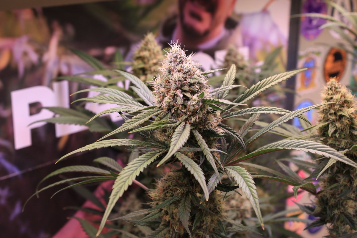 JohnnyBlazeGrow's tweet photo. Tropicanna Poison XL Auto from @sweetseeds_es  at day 56 growing nicely under the EVO 5-150 from @SANlightLED that I'm testing out and she's being fed Plagron nutrients!

#SANlight #SANlightLED #SANgrown #SANlightEVO #SANlightEVOseries #plagron #sweetseeds #TropicannaPoison https://t.co/xx5sjYMZb1