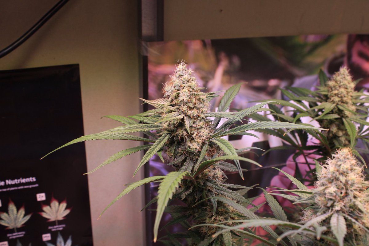 JohnnyBlazeGrow's tweet photo. Tropicanna Poison XL Auto from @sweetseeds_es  at day 56 growing nicely under the EVO 5-150 from @SANlightLED that I'm testing out and she's being fed Plagron nutrients!

#SANlight #SANlightLED #SANgrown #SANlightEVO #SANlightEVOseries #plagron #sweetseeds #TropicannaPoison https://t.co/xx5sjYMZb1