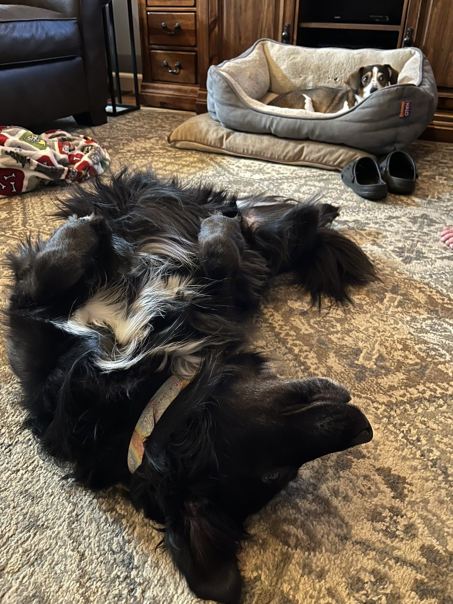 Twy_Joe's tweet photo. Rough day for these two  😴#WeekendVibes  #AdoptDontShop #dogsoftwitter https://t.co/Kf5hRem9g1